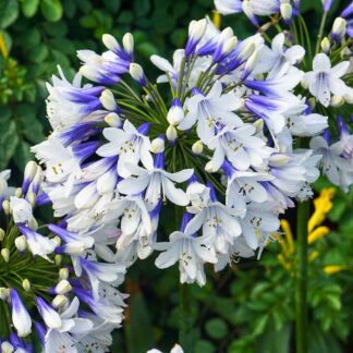 Crin African Agapanthus Twister-1buc