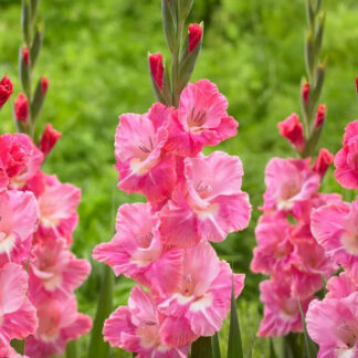 Gladiole Pink Parrot-5 buc