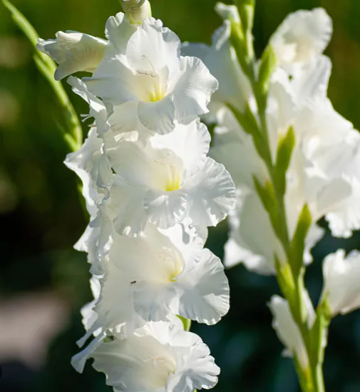 Gladiole Serena Buc Planterra Ro Viata Pe Verde