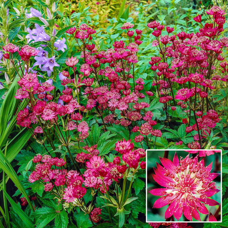 Astrantia Major Rubra Radacina Planterra Ro Viata Pe Verde