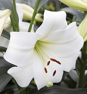 Crin White Triumph Lilium-1buc
