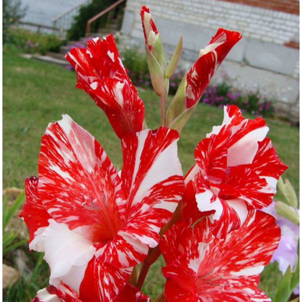 Gladiole Zizanie Buc Planterra Ro Viata Pe Verde