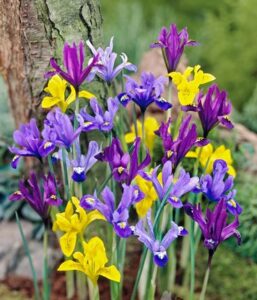 Iris Pitic Reticulata Mix 7 Buc Planterra Ro Viata Pe Verde