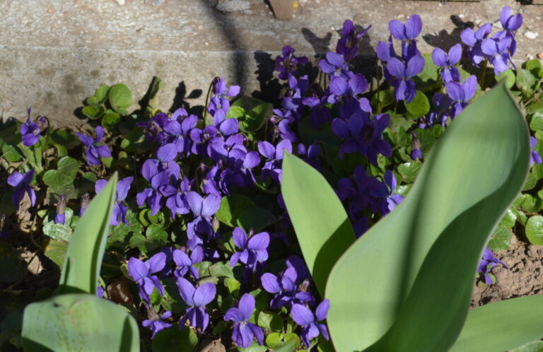 Toporasi Parfumati Viola Odorata Ghiveci Planterra Ro Viata Pe Verde