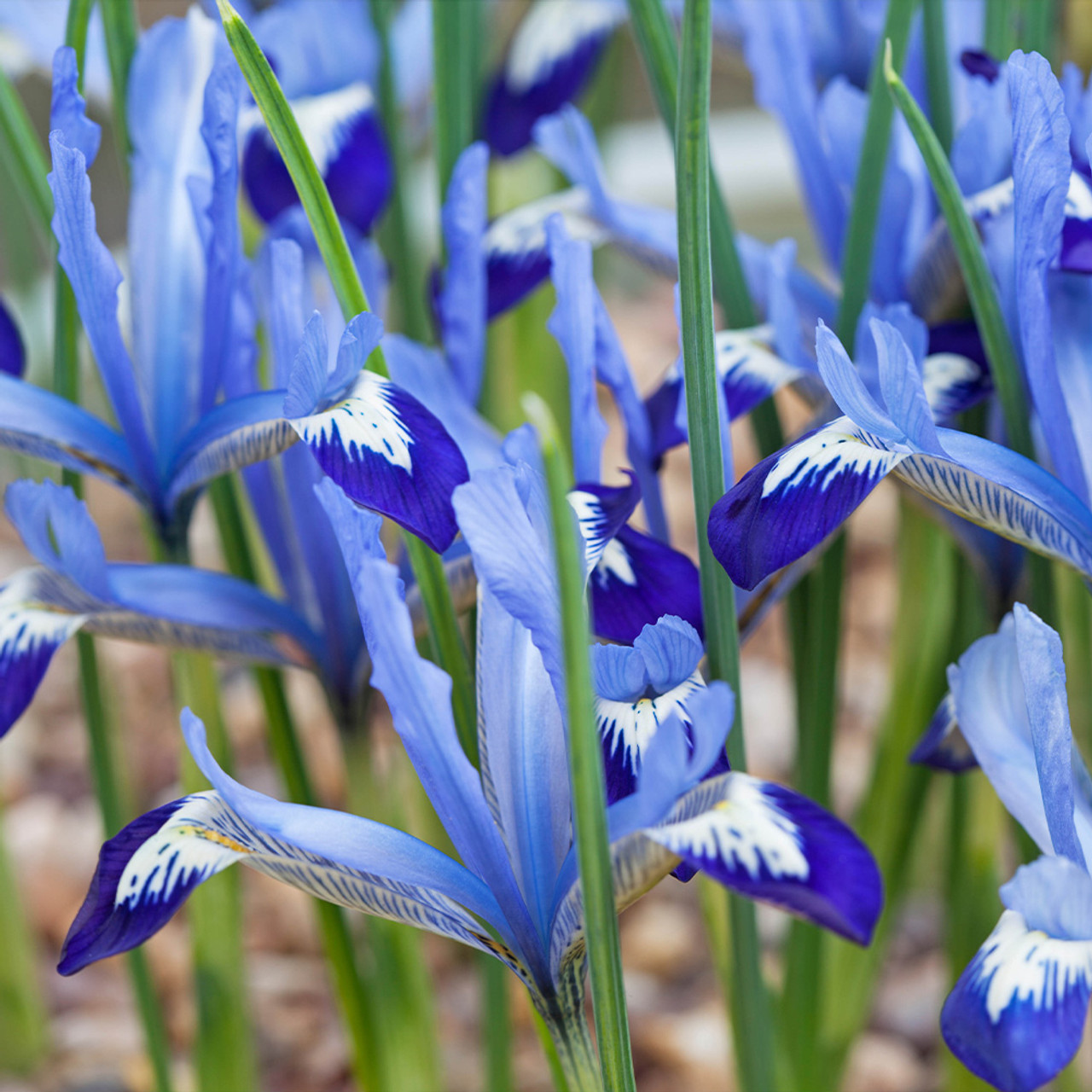 Iris Pitic Reticulata Clairette 7 Buc Planterra Ro Viata Pe Verde