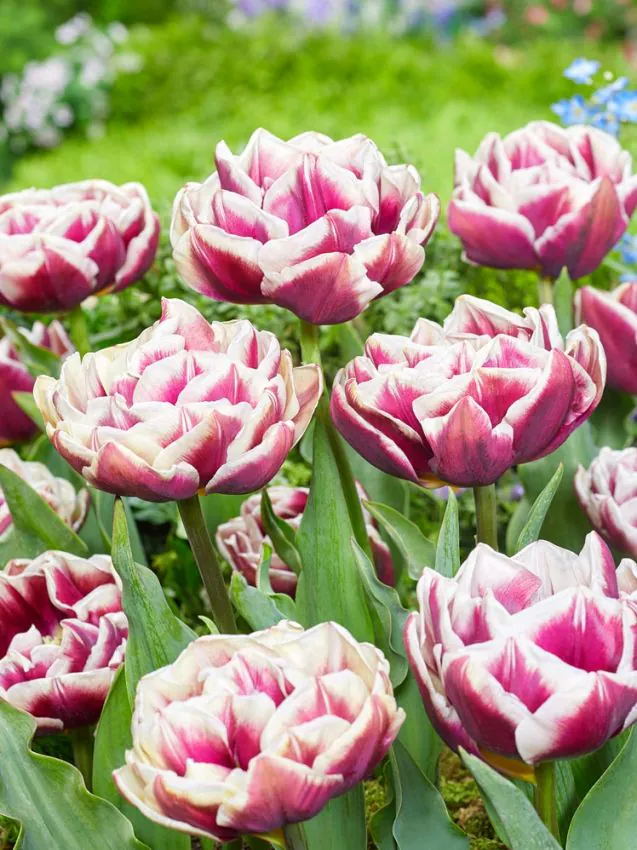 Tulipa_Wyndham-p1