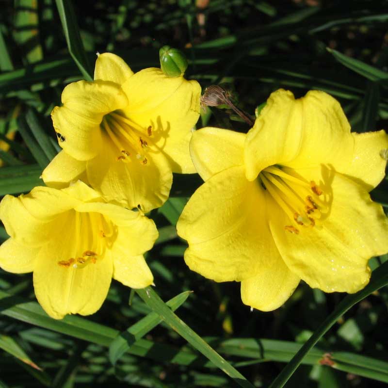 Crin Hemerocallis Bitsy 1buc Planterra Ro Viata Pe Verde