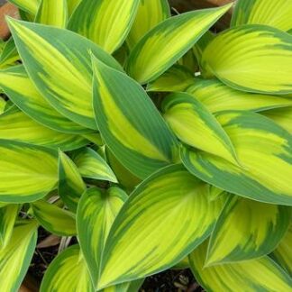 Crin de toamna-Hosta June-1buc