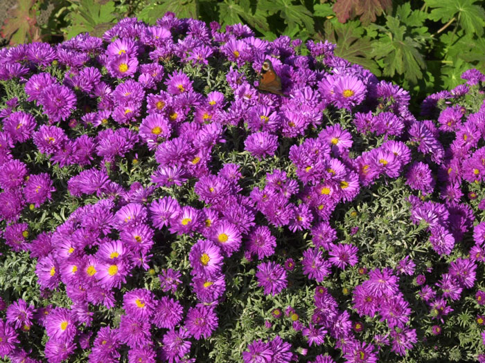kassel-aster