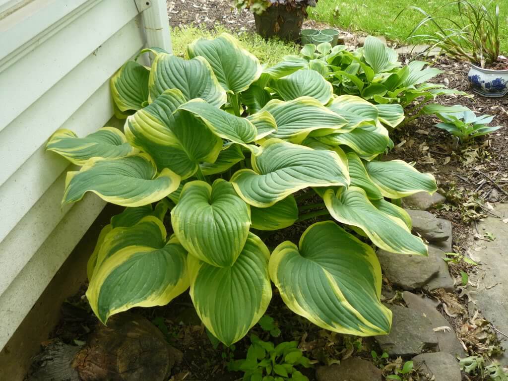Hosta Fragrant Bouquet-p1