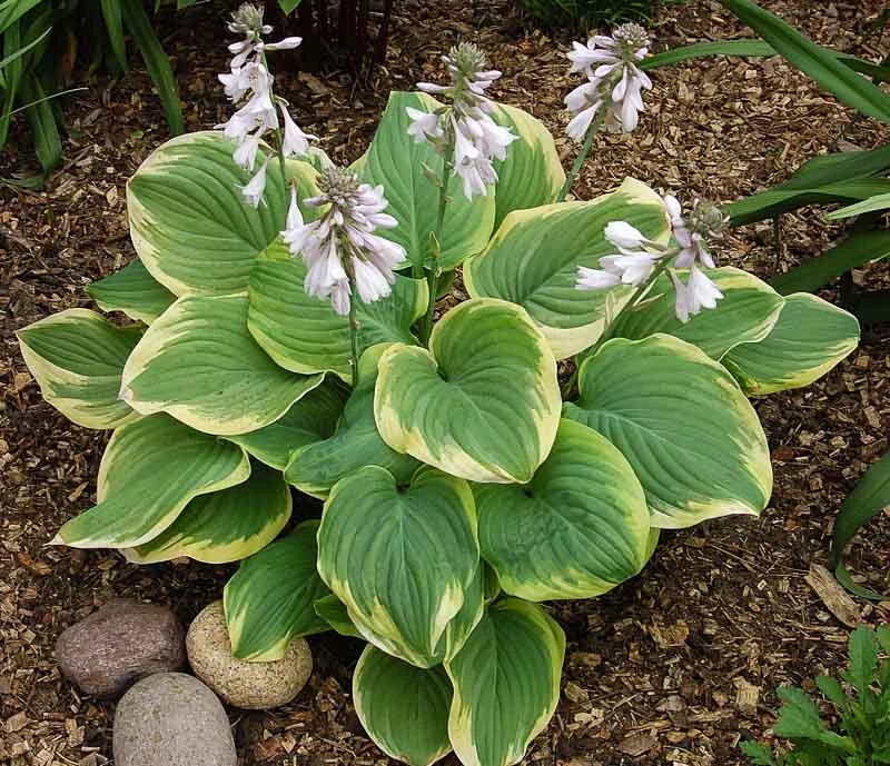 Hosta Fragrant Bouquet-p2