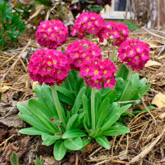 Primula Denticulata Red-1 radacina