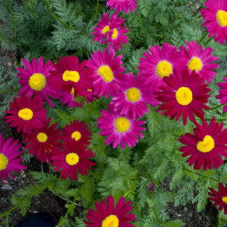 Margareta Rosie-Tanacetum Red-Coc.Rob-1radacina