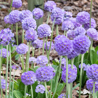 Primula Denticulata Blue-1 radacina