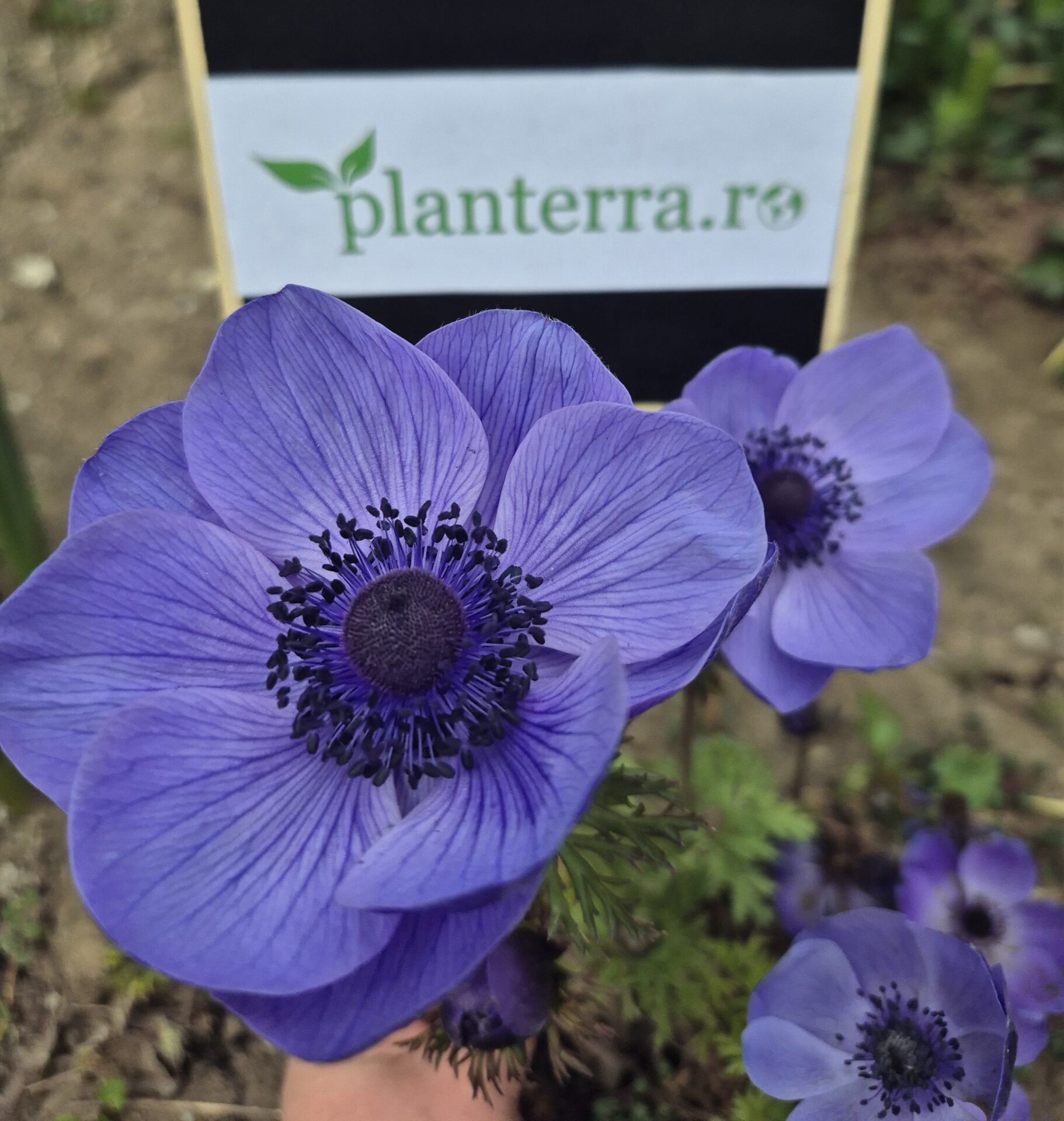 Anemone Mr.Fokker-MyPic