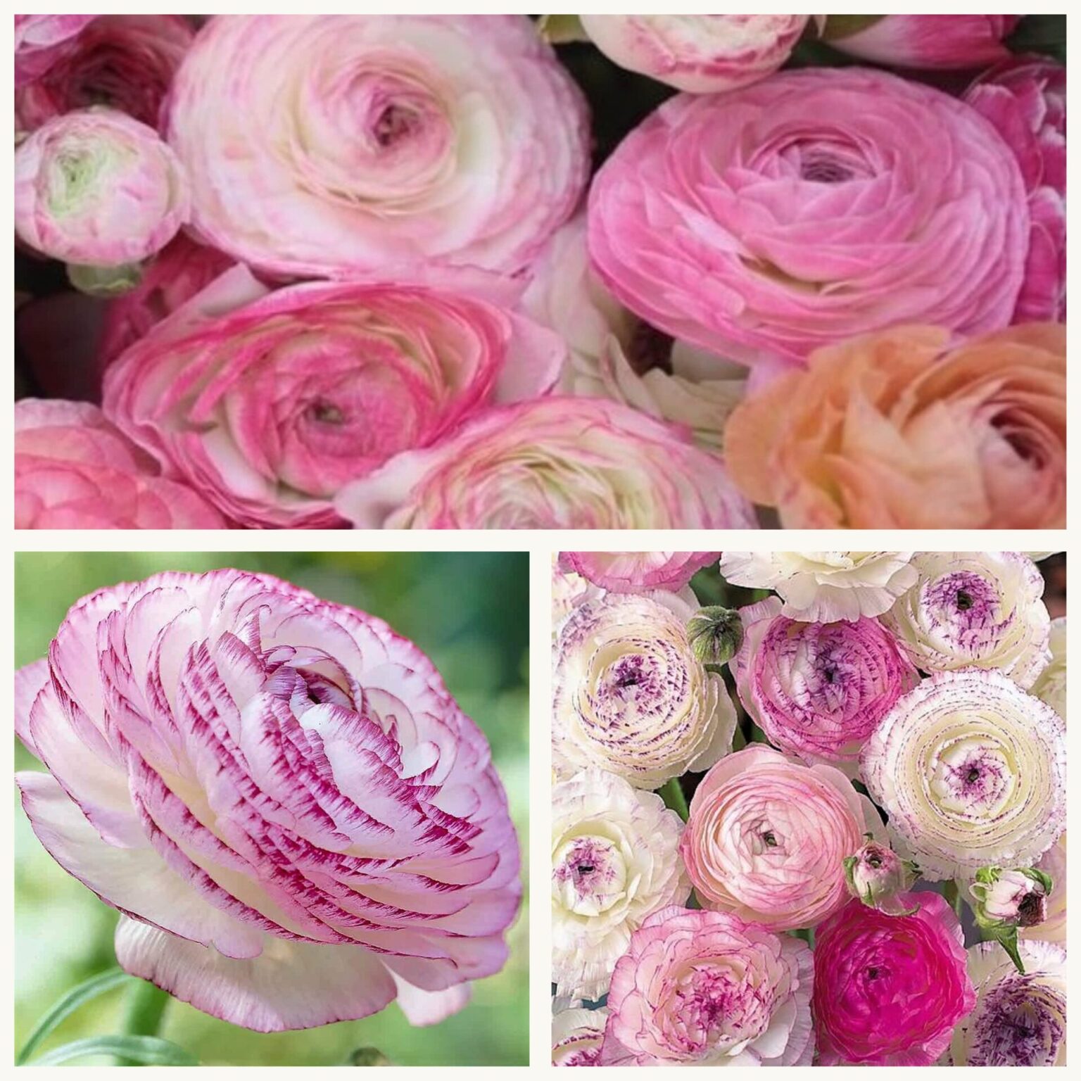 Ranunculus Picotee Pink-7 buc - planterra.ro | viata pe verde