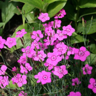 Garofite Perene Roz-Dianthus Deltoides-1 ghiveci