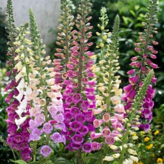 Degetel-Digitalis Purpurea Mix-ghiveci