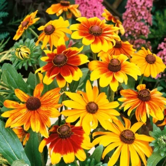 Rudbeckia Mix-ghiveci