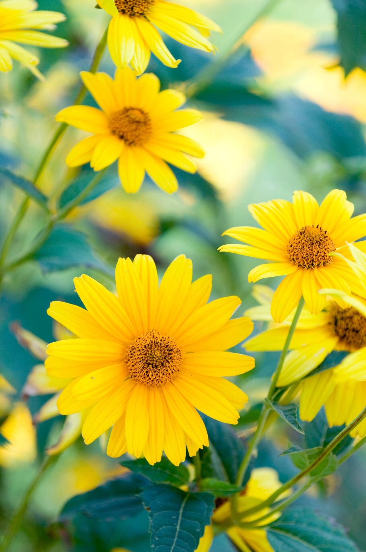 Jerusalem-Helianthus-Viole de R-p1