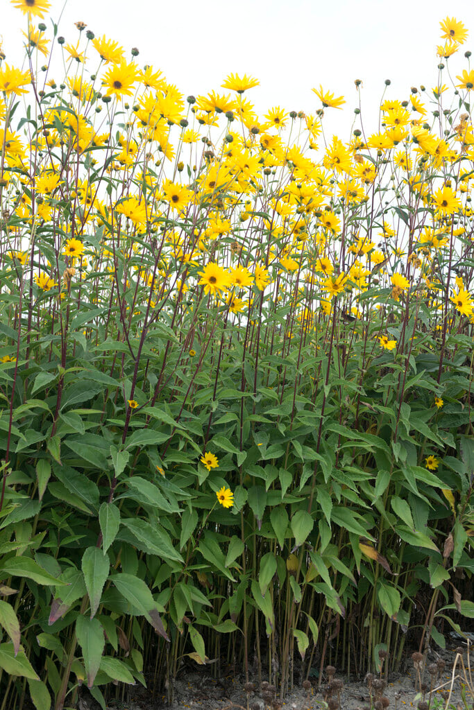 Jerusalem-Helianthus-Viole de R-p5