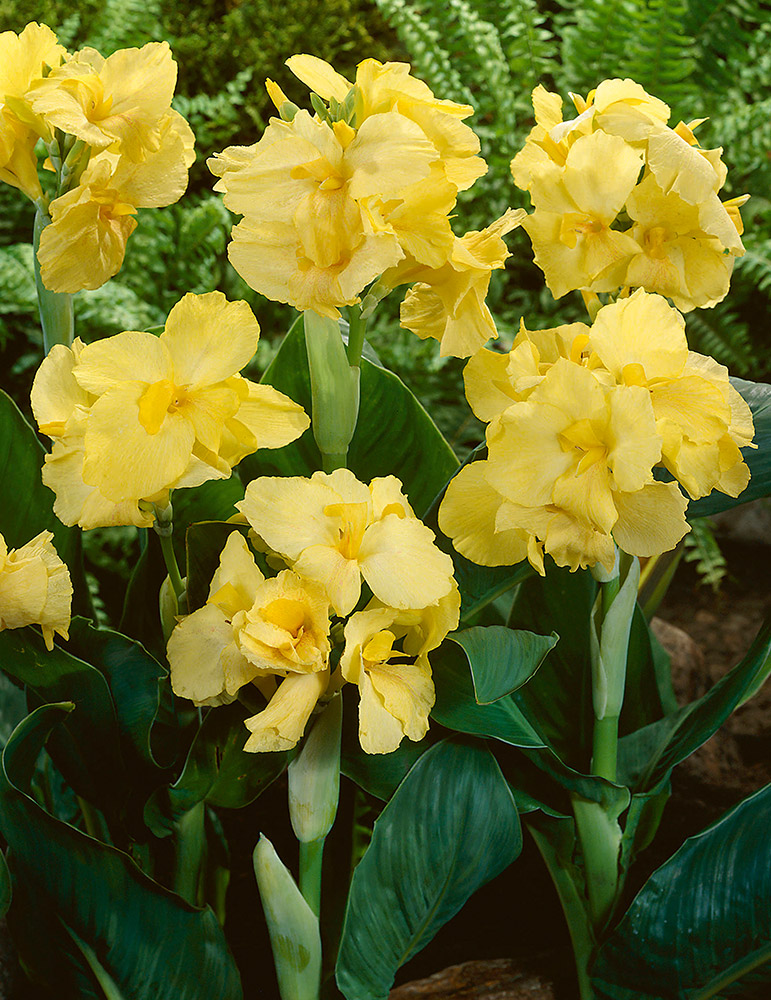 Canna-Yellow-Futurity-p2
