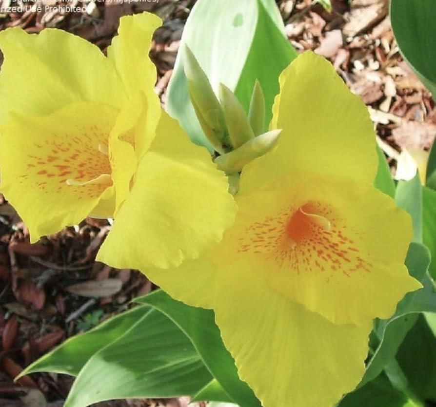 Canna-Yellow-Futurity-p3