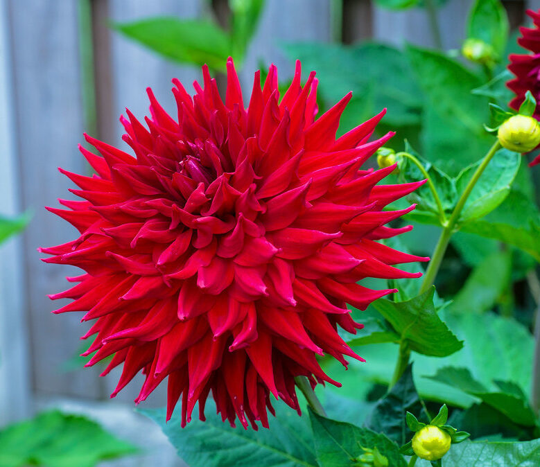 Hillcrest Duncan Edwards dahlia-p1