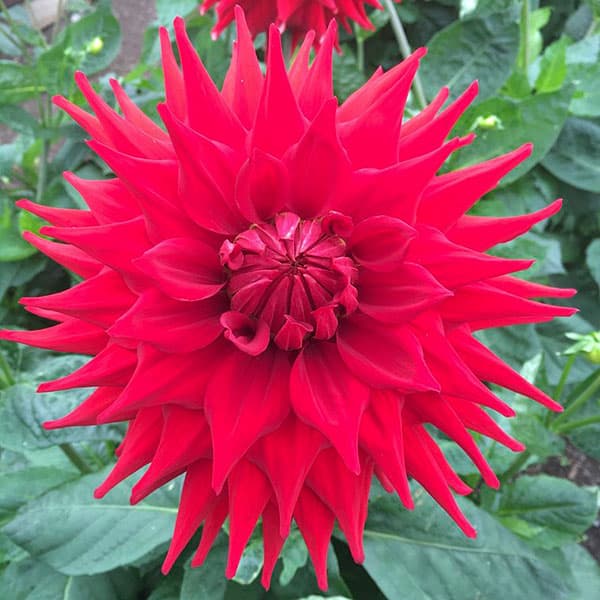 Hillcrest Duncan Edwards dahlia-p2