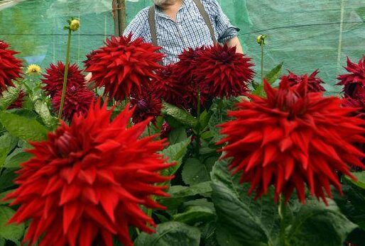 Hillcrest Duncan Edwards dahlia-p3