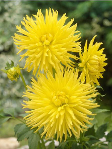 KENNEMERLAND dalia-p1