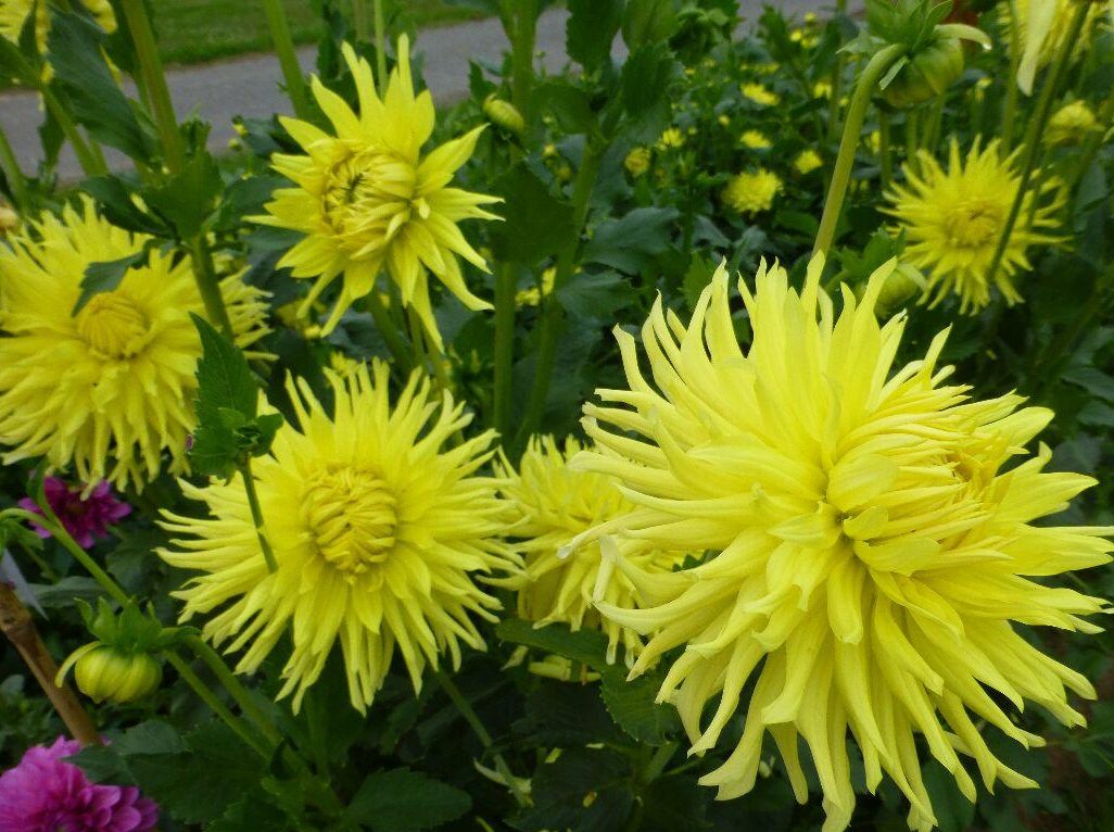 KENNEMERLAND dalia-p2