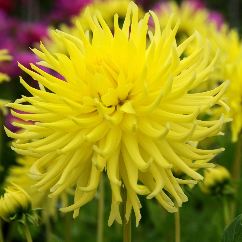 KENNEMERLAND dalia-p3