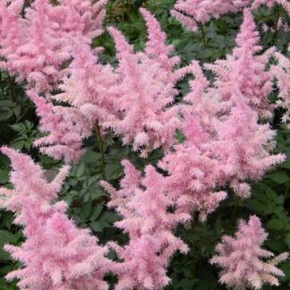 Astilbe Bressingham Beauty-1 radacina