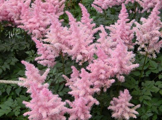 Astilbe Bressingham Beauty-p1