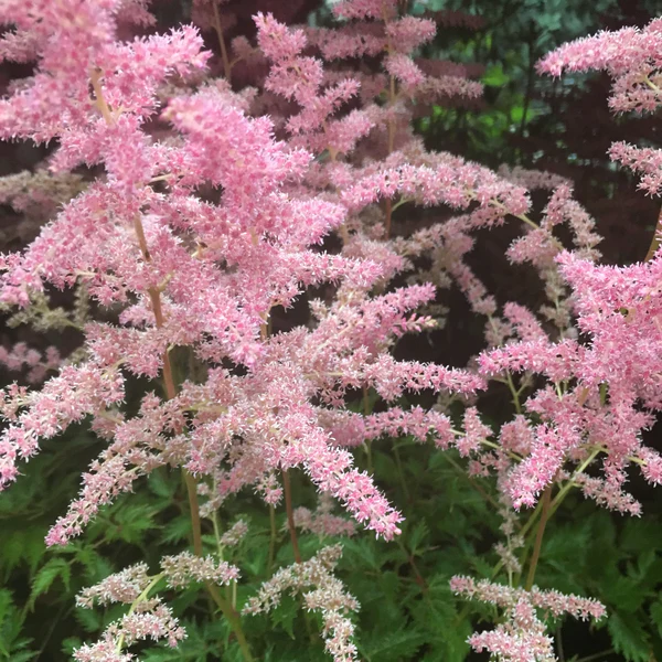 Astilbe Bressingham Beauty-p2