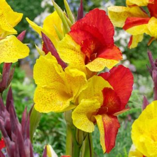 Canna Cleopatra-1buc