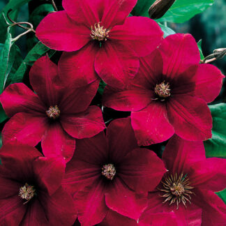 Clematis Rouge Cardinal-1radacina