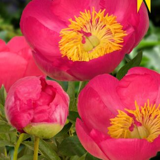 Bujor Flame Paeonia-1buc