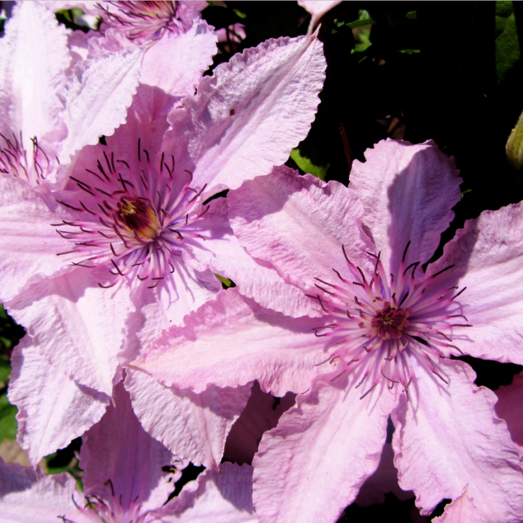 Hagley Hybrid clematis-p1