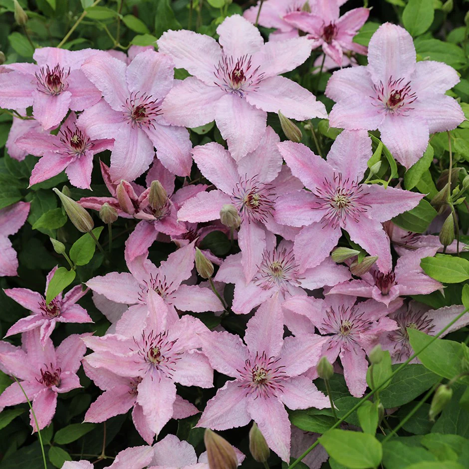 Hagley Hybrid clematis-p2