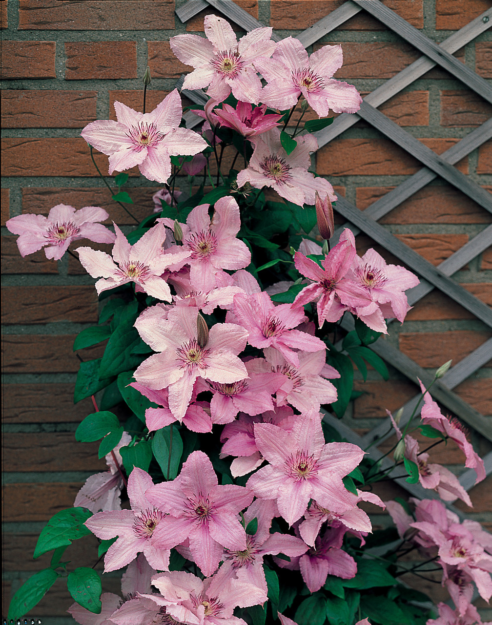 Hagley Hybrid clematis-p3