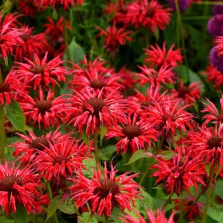 Monarda Gardenview Scarlet-1radacina