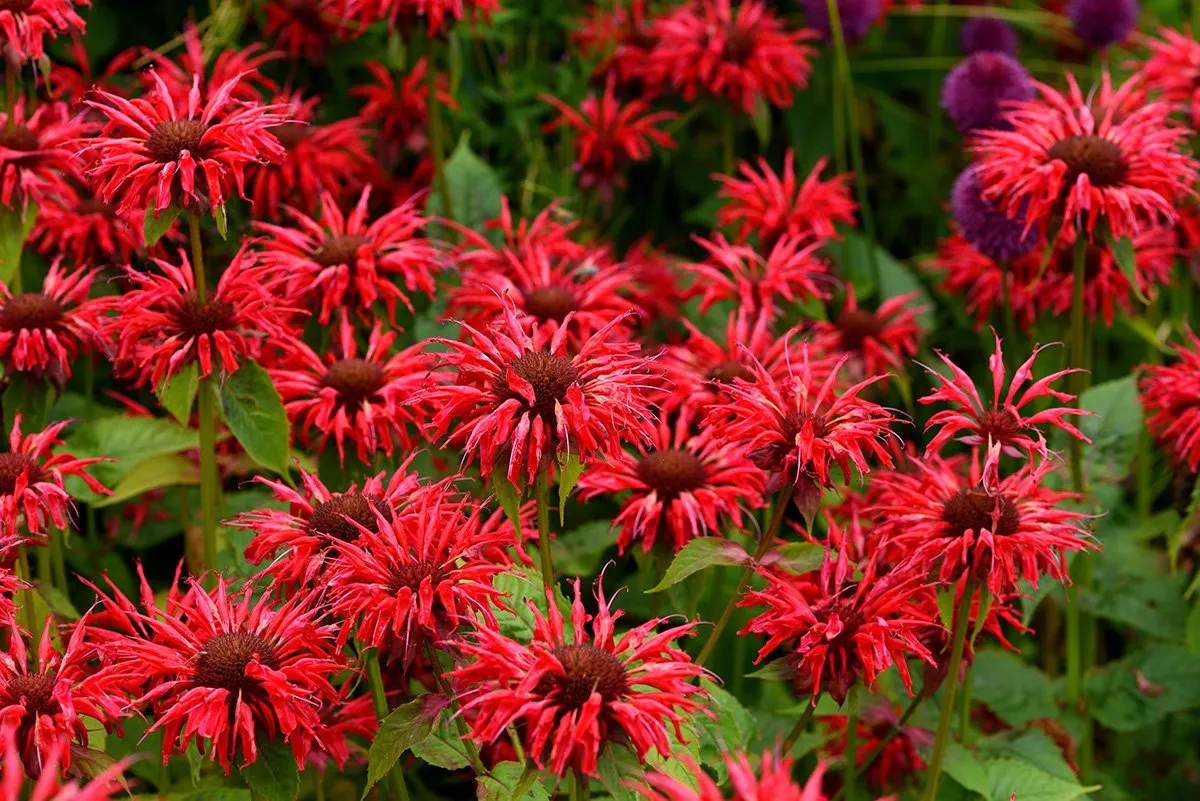 Monarda Gardenview Scarlet-p1