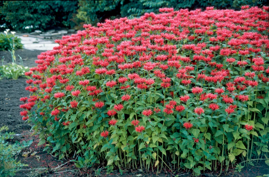 Monarda Gardenview Scarlet-p2
