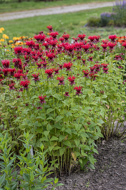 Monarda Gardenview Scarlet-p4