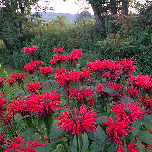Monarda Gardenview Scarlet-p5