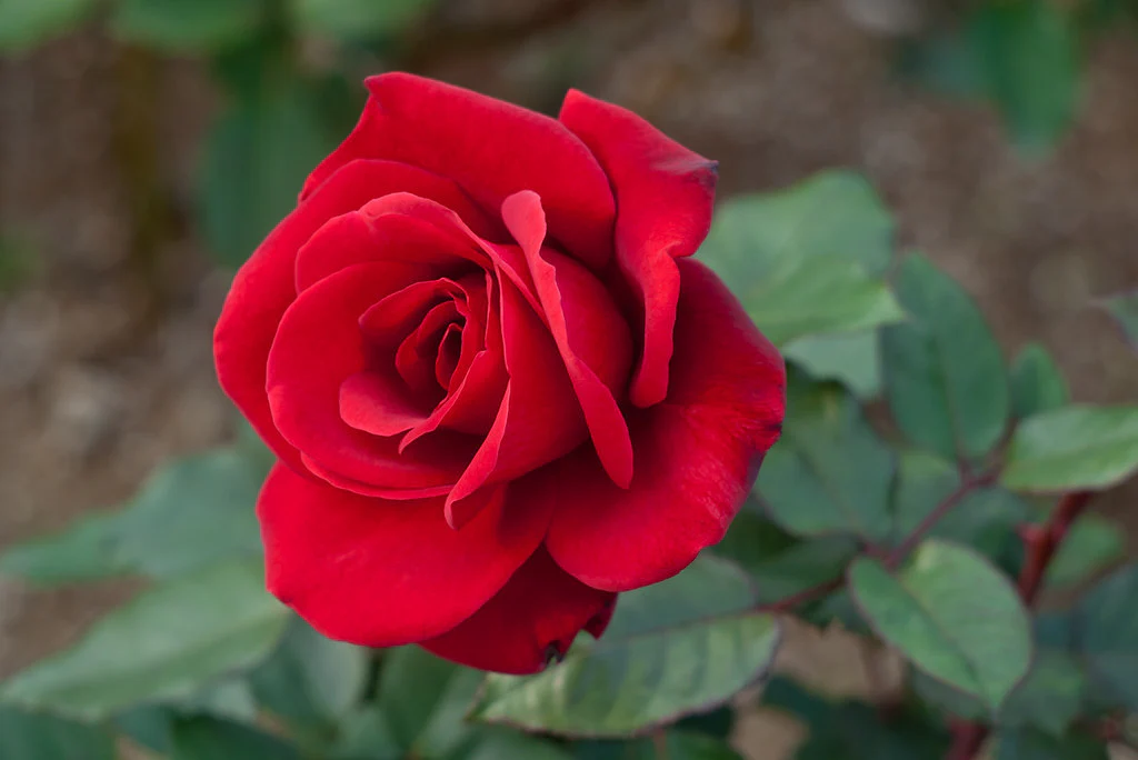 red rose-p1