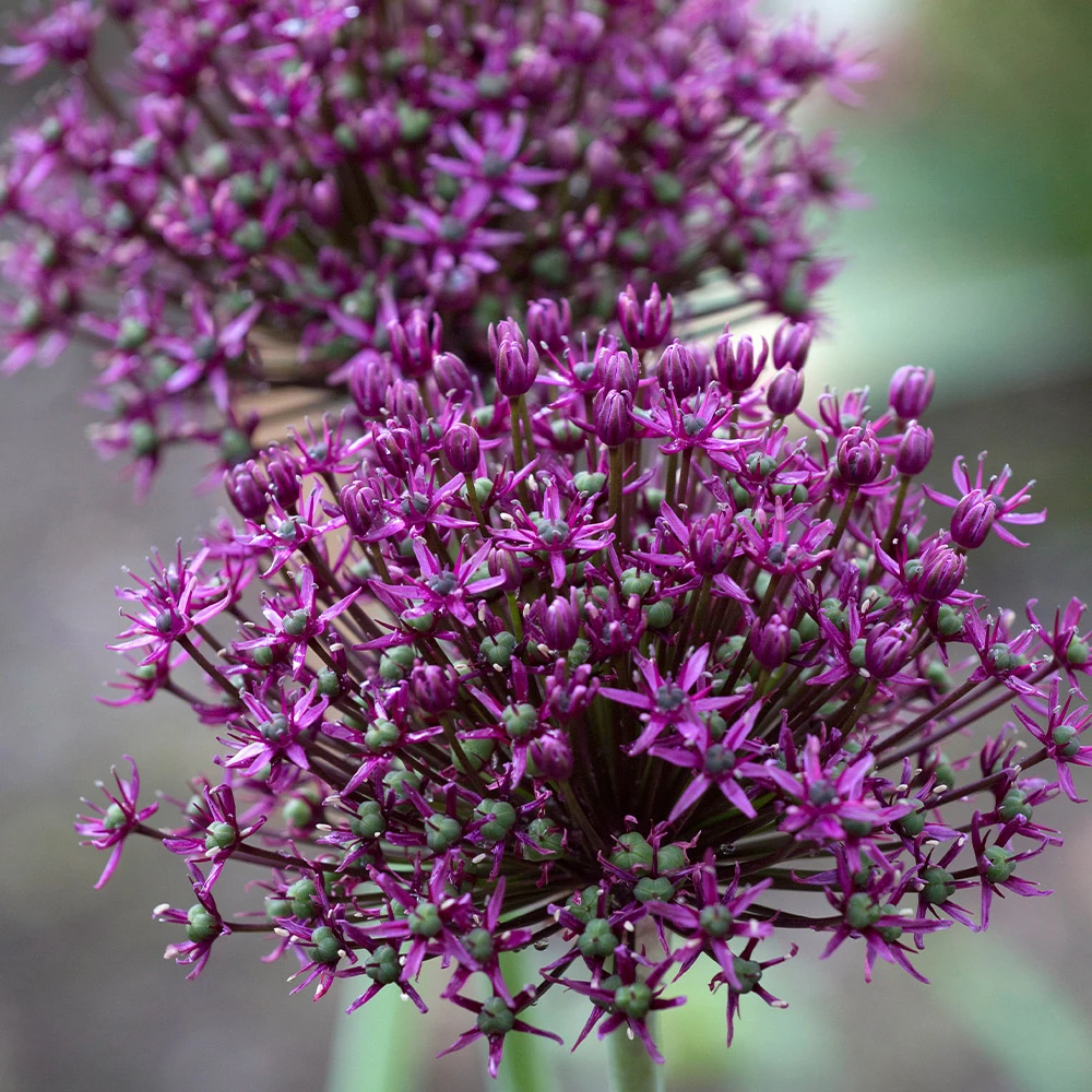 Allium Miami-p1