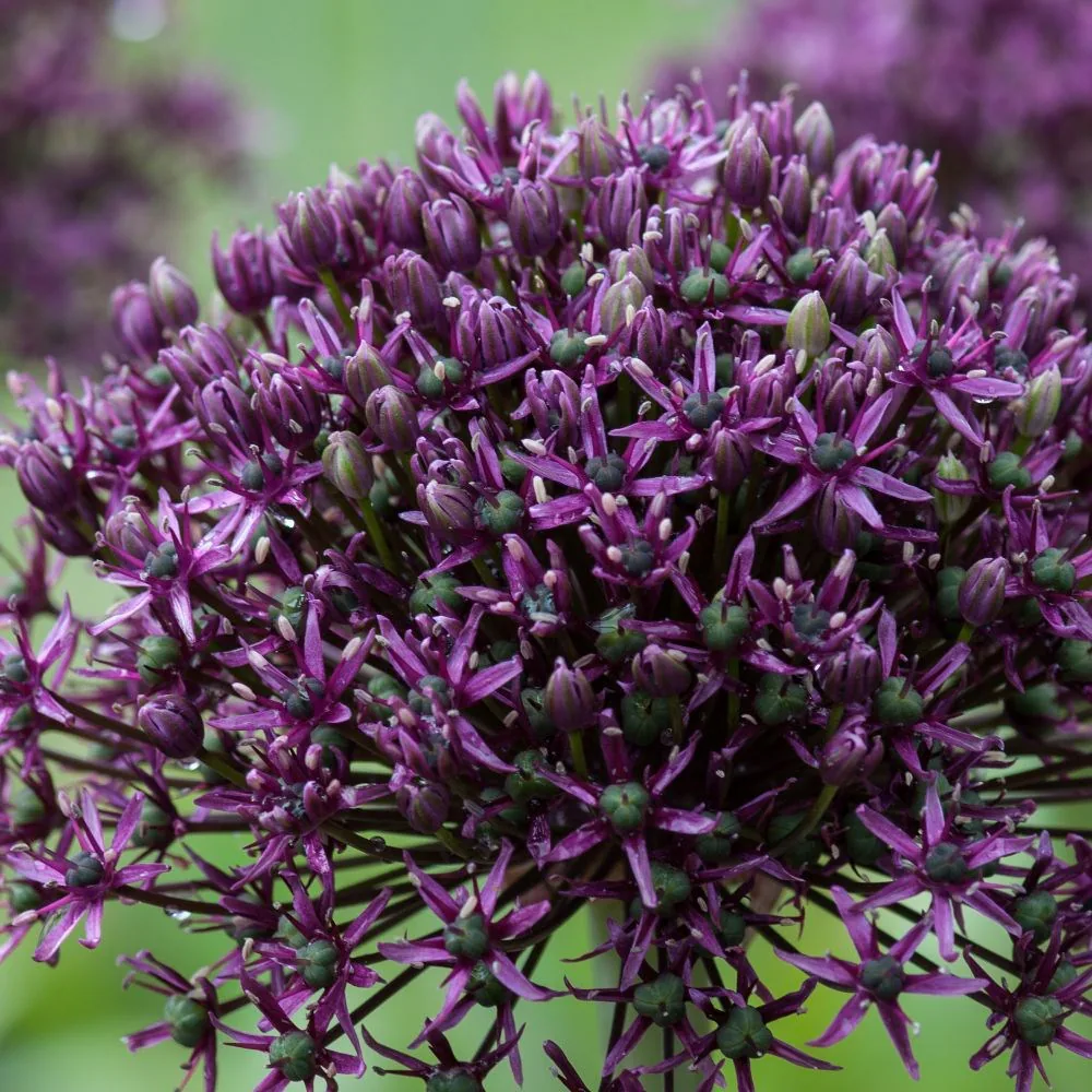 Allium Miami-p2